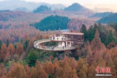 大自然的冬日画作 重庆南川万亩彩林美如画